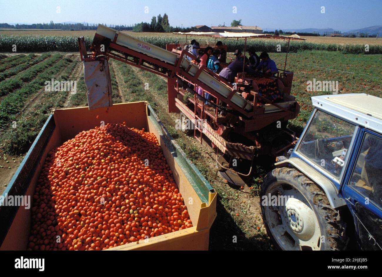 culture des Tomates recolte industrielle Stock Photo