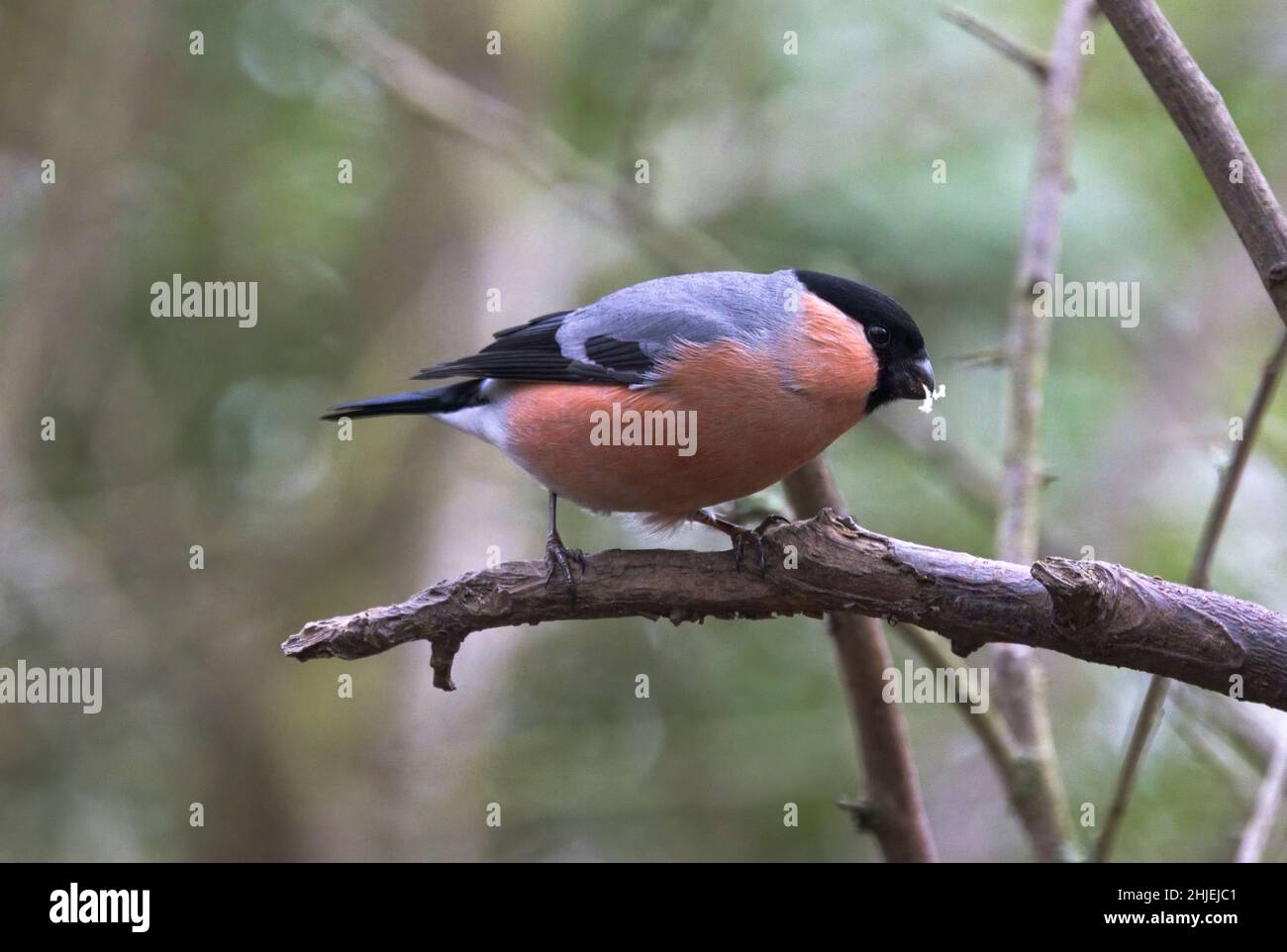 The male Bullfinch is one of the most attractive songbirds in the British Isles. They are usually shy birds but they will use bird feeders in winter Stock Photo