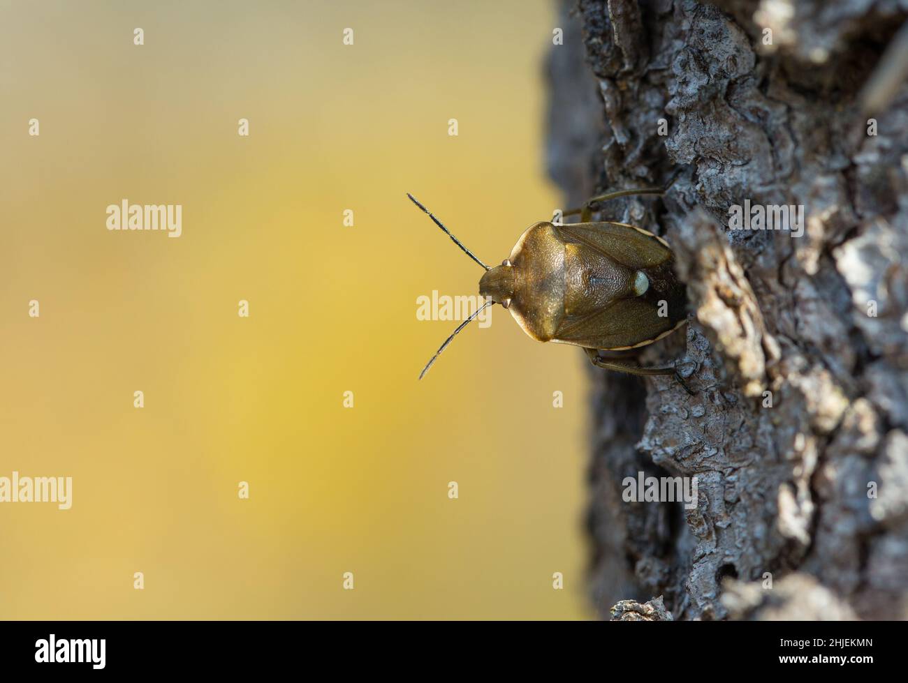 Shield-bug (Chlorochroa pinicola) Stock Photo