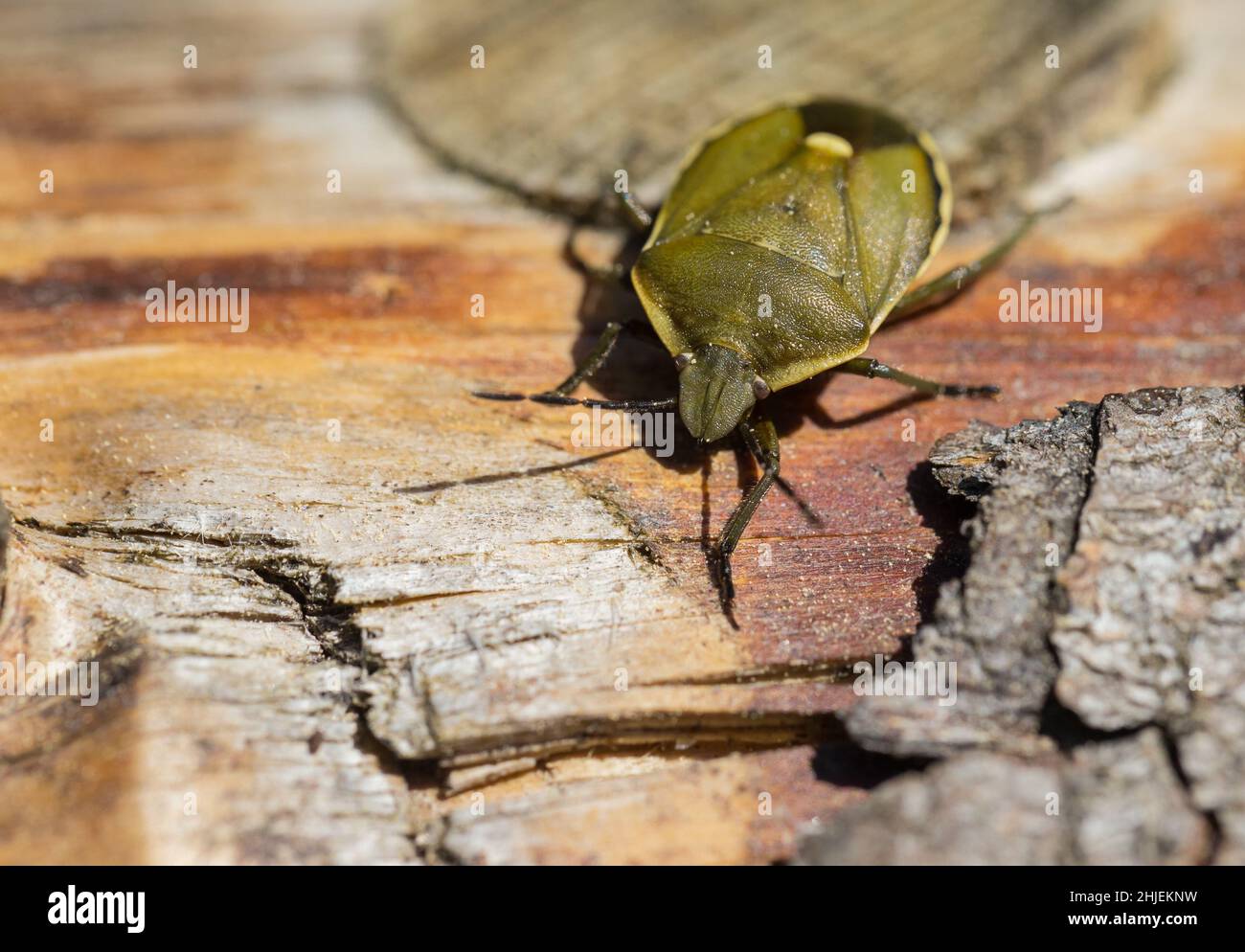Shield-bug (Chlorochroa pinicola) Stock Photo