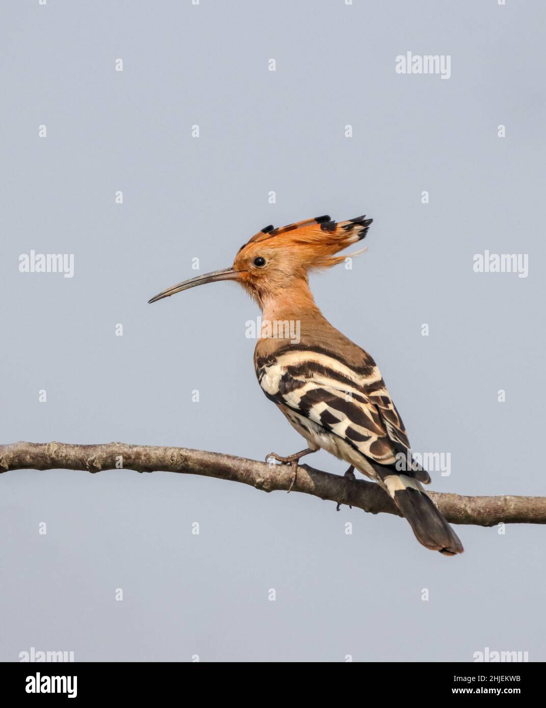 The Eurasian hoopoe is the most widespread species of the genus Upupa, native to Europe, Asia and the northern half of Africa. Stock Photo