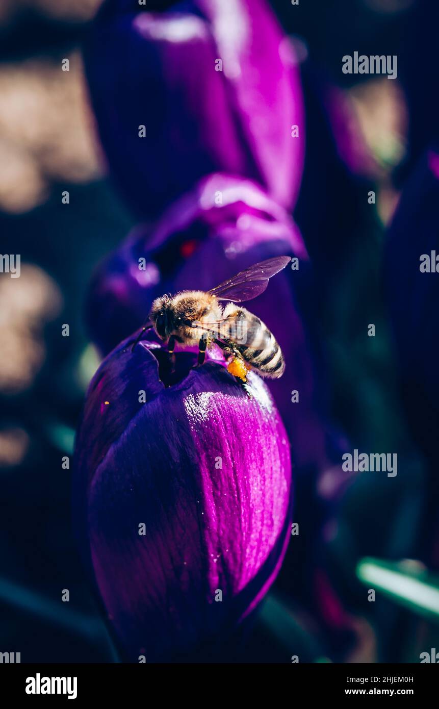 Violet Insect family of violet crocuses and flying bees insect in spring garden Stock ...