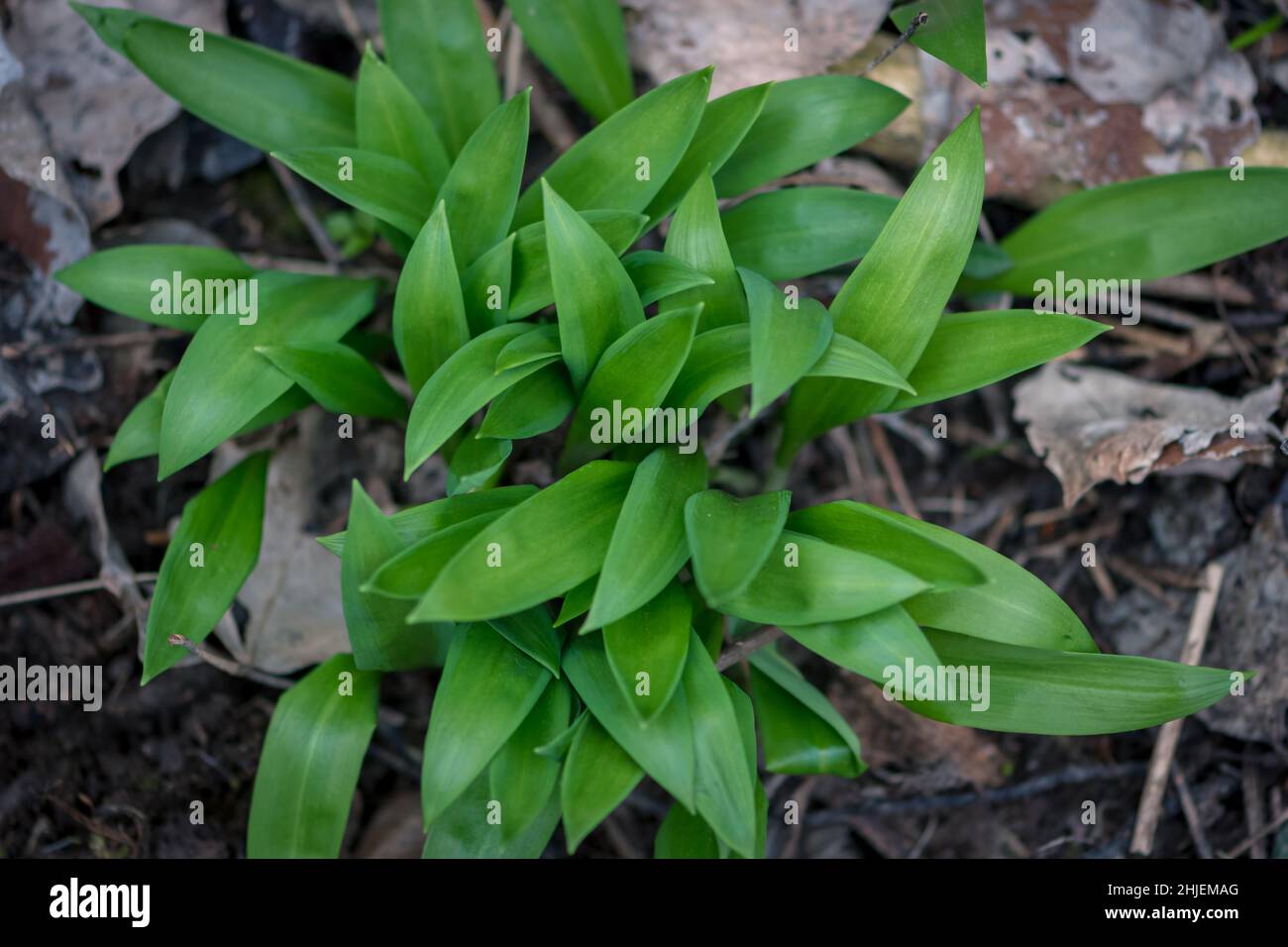 healthy scented wild allium bear garlic plant Stock Photo Alamy