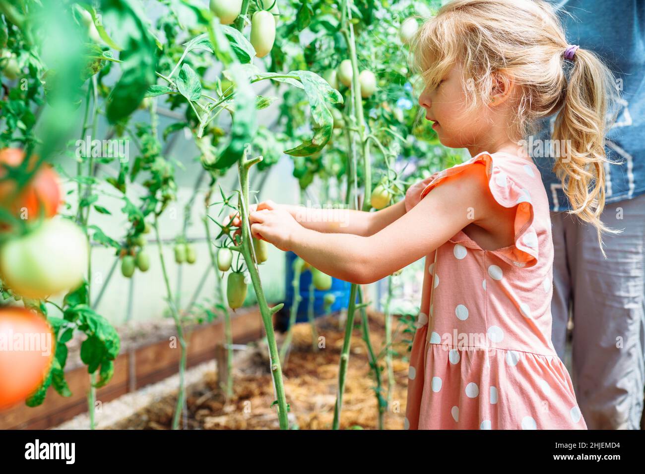 Portrait of little smiling girl helps to harvest grandmother tomatoes ...