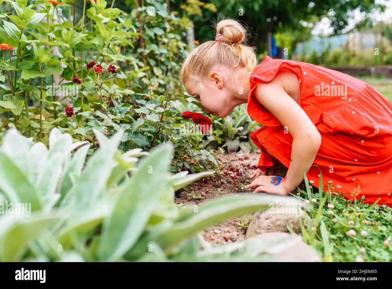 Portrait of young little girl in red dress smelling red roses in garden ...