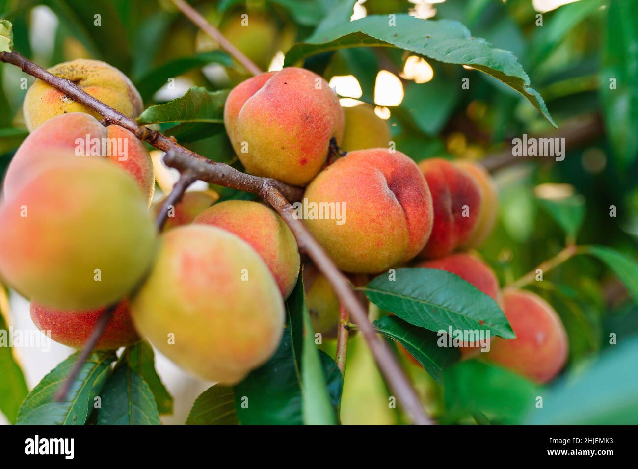 Peach orchard with red peaches. Colorful ripe fruits on tree ready to