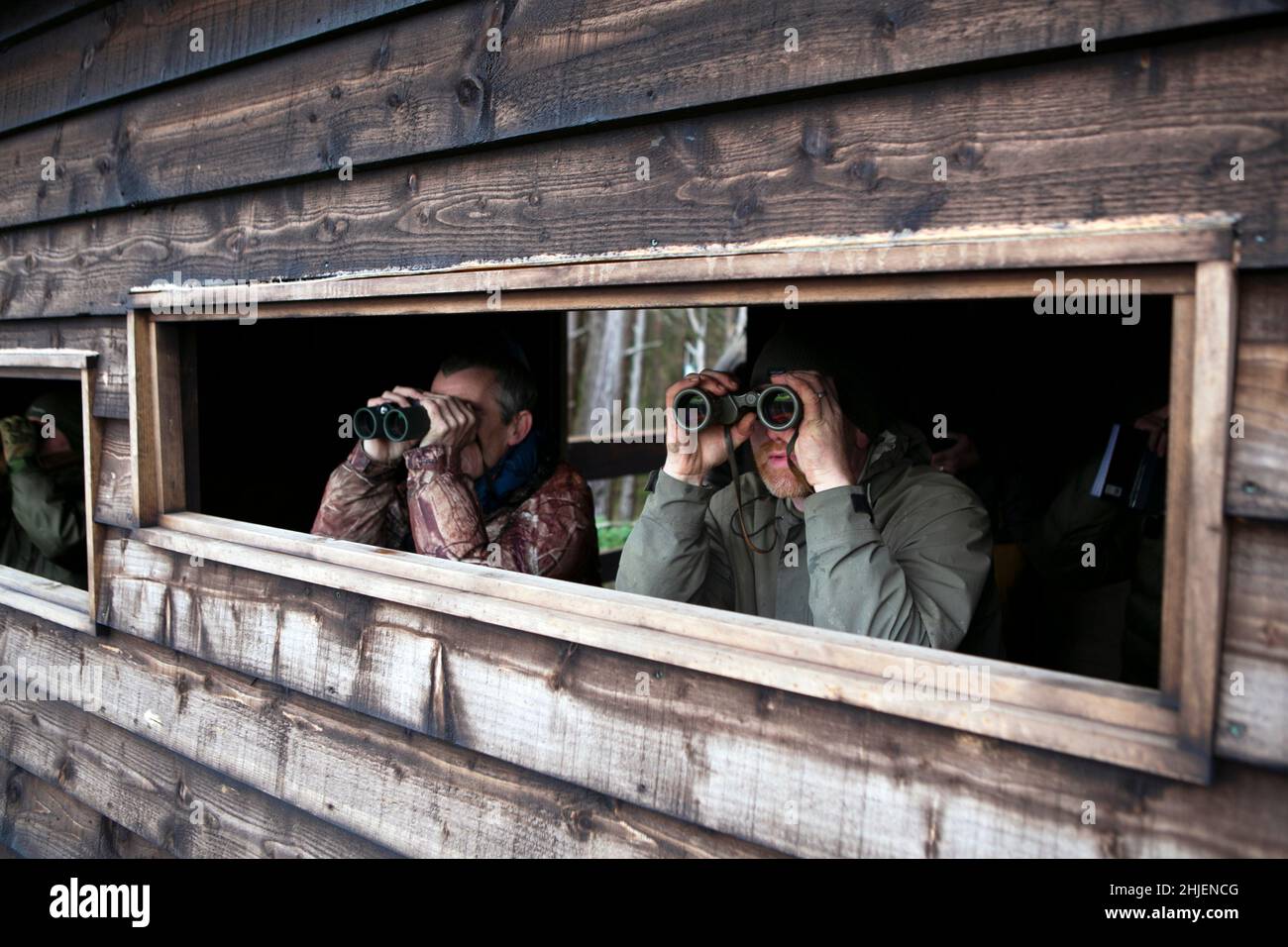 Gamekeeper Gary Taylor (right) and Stephen Murphy of Natural England peer through binoculars on the look out for Hen Harriers in the Druids’s plantati Stock Photo