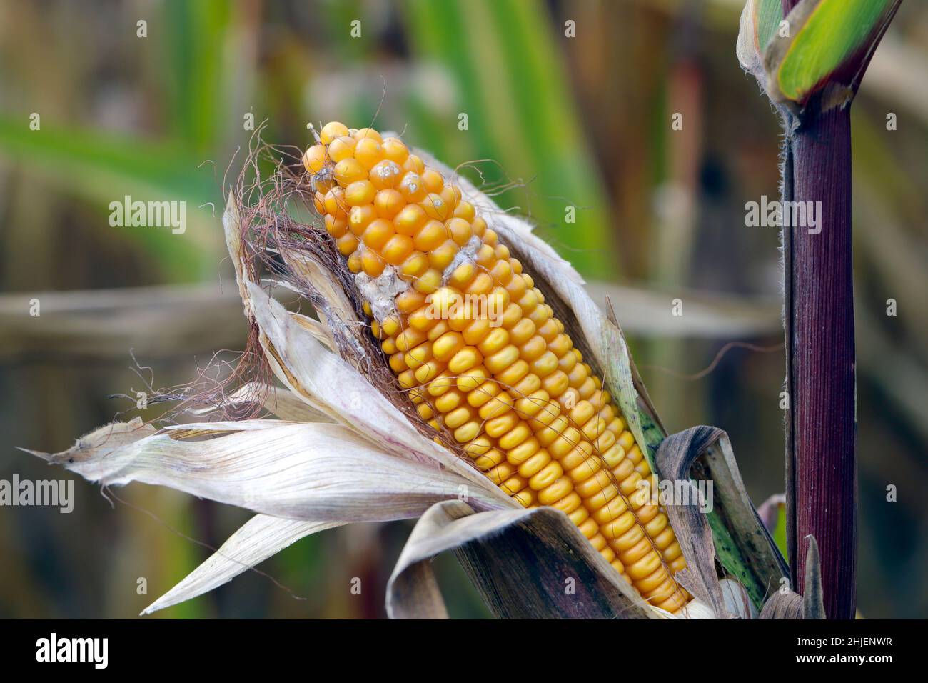 Fusarium ear rot symptoms on kernels. A serious disease of maize caused by a fungus Fusarium. F. verticillioides. Causes significant grain yield losse Stock Photo