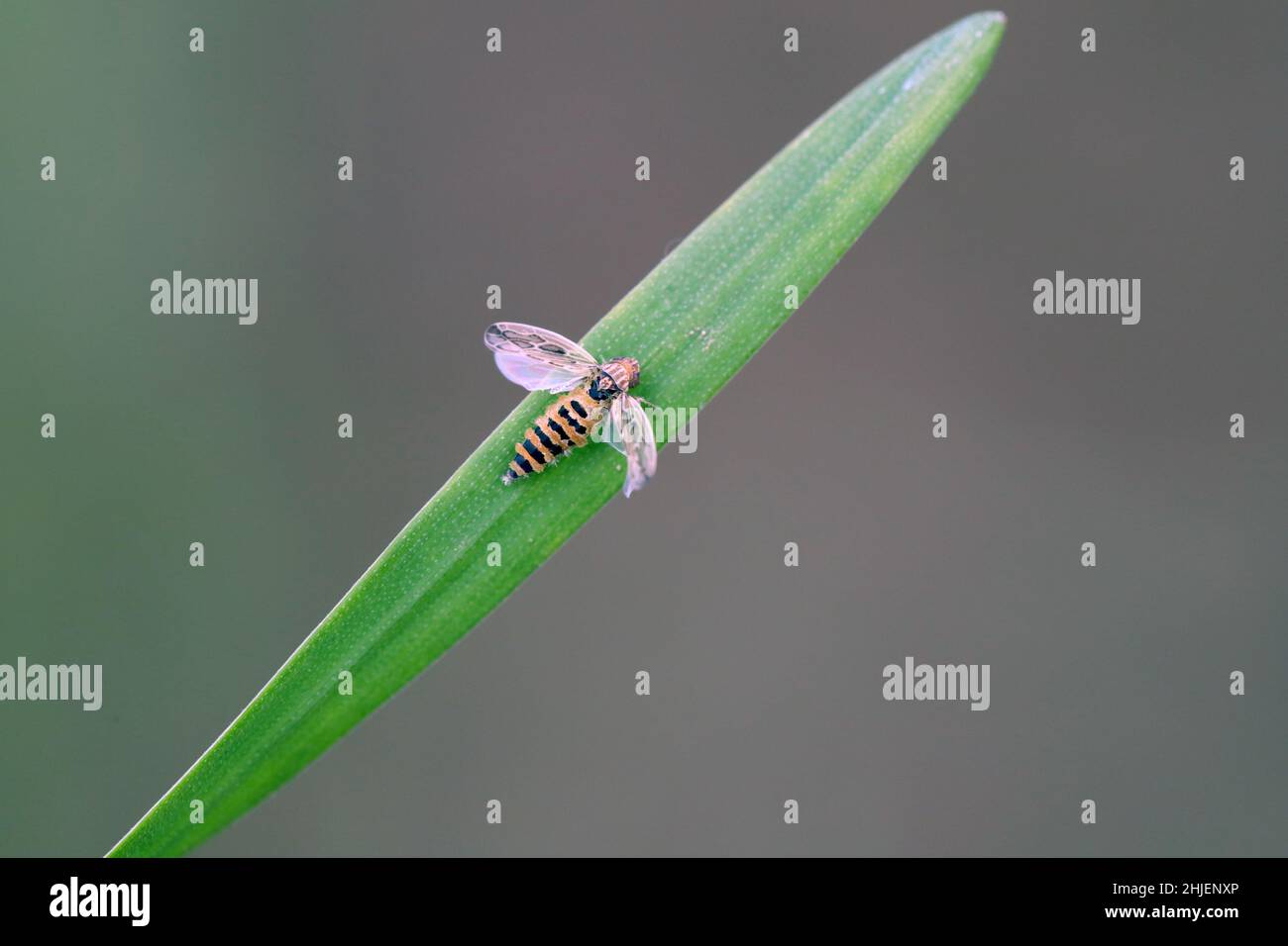 Leafhopper Psammotettix alienus kiled by parasitic fungus. Stock Photo