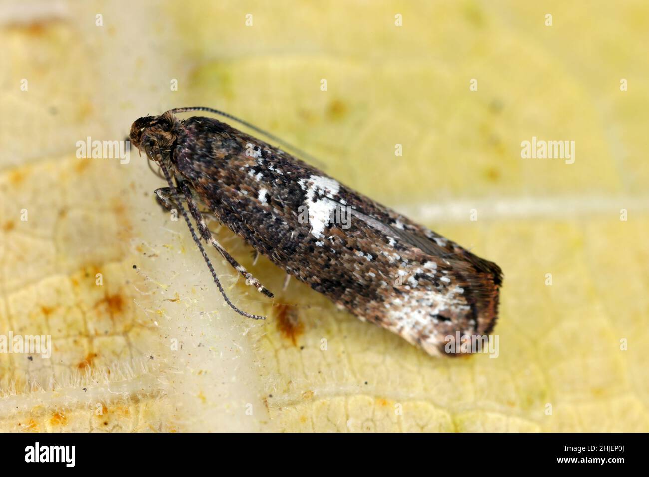 Moth of leek moth or onion leaf miner (Acrolepiopsis assectella) family Acrolepiidae. It is Invasive speciesa pest of leek crops. Larvae feed on Alliu Stock Photo