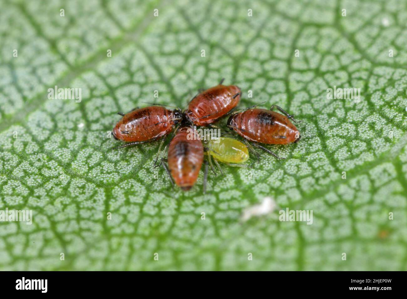 Close-up of aphid colonies on the underside of apricot leaves. These are dangerous pests of fruit trees in orchards and gardens. Stock Photo