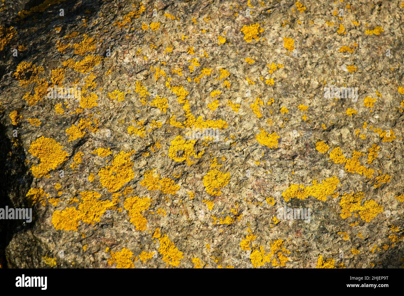 Xanthoria, or Golden Crust Lichen, is one of the the hardiest in the family of these amazing symbionts. Stock Photo