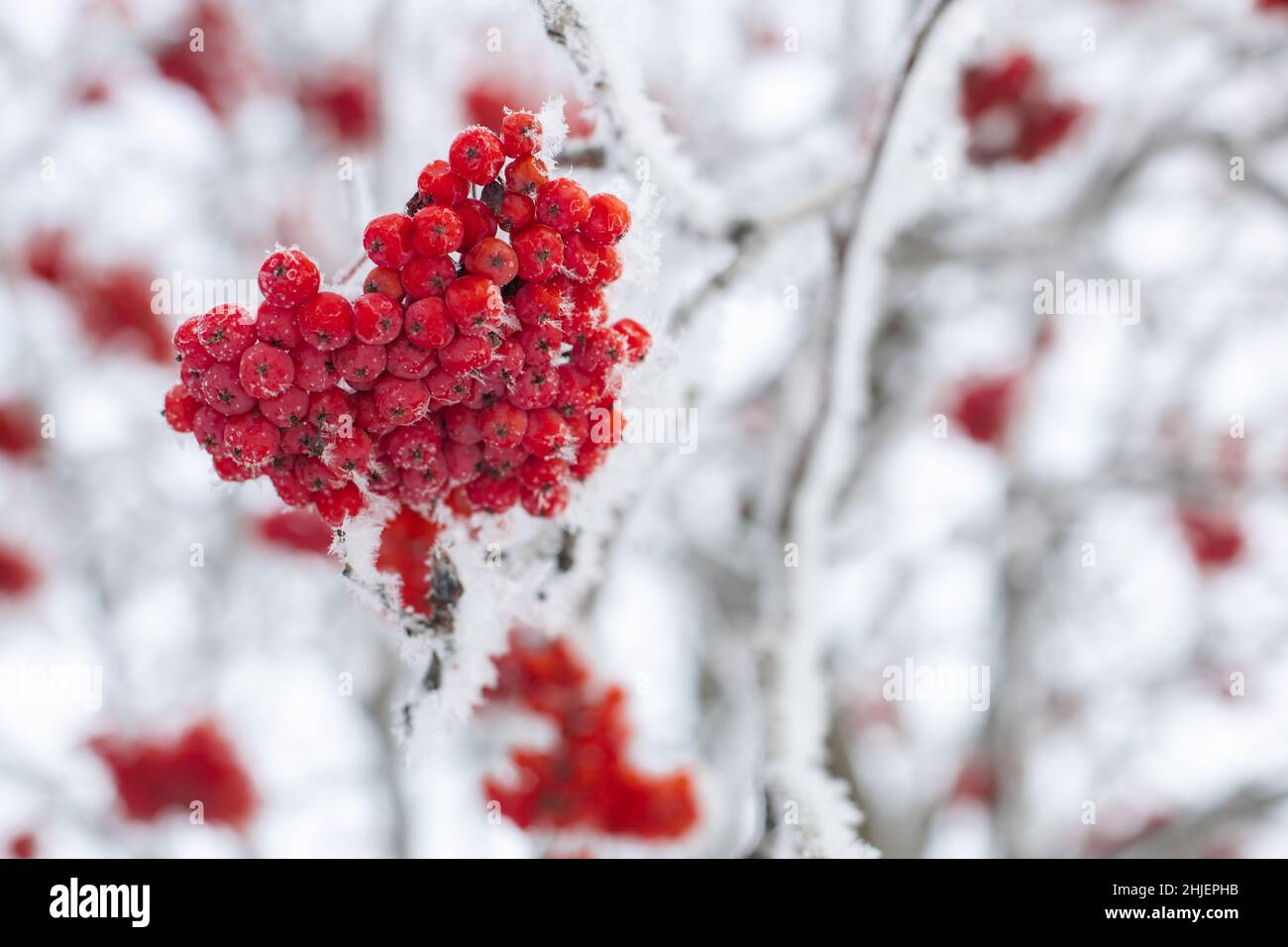 Close-up of bunch of red ash berries growing on tree covered with snow with blurred branches in background in daytime. Gathering healthy forest Stock Photo