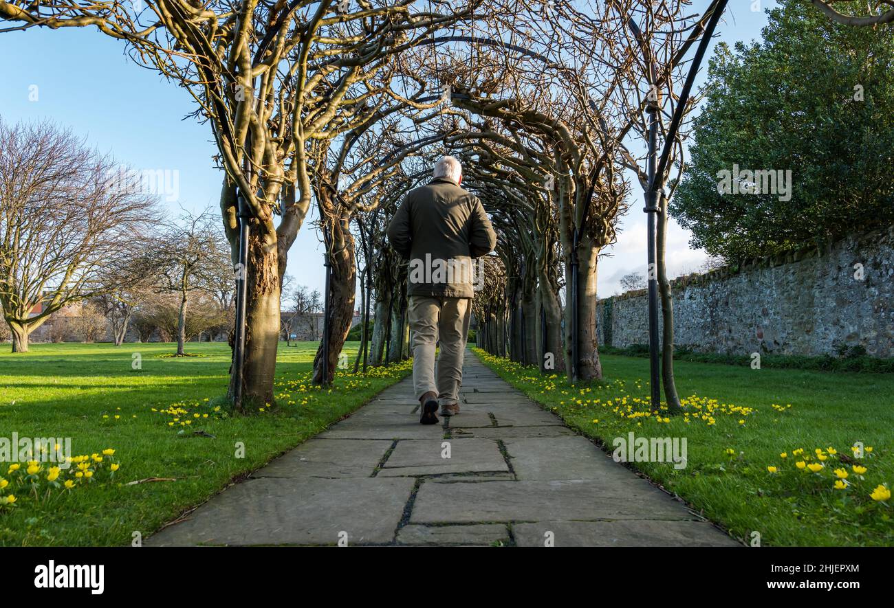 Haddington, East Lothian, Scotland, UK, 29th January 2022. UK Weather: Winter aconite, Eranthis hyemalis, in bloom lining the path at St Mary's Pleasance walled garden as a senior man walks through the laburnum arch Stock Photo