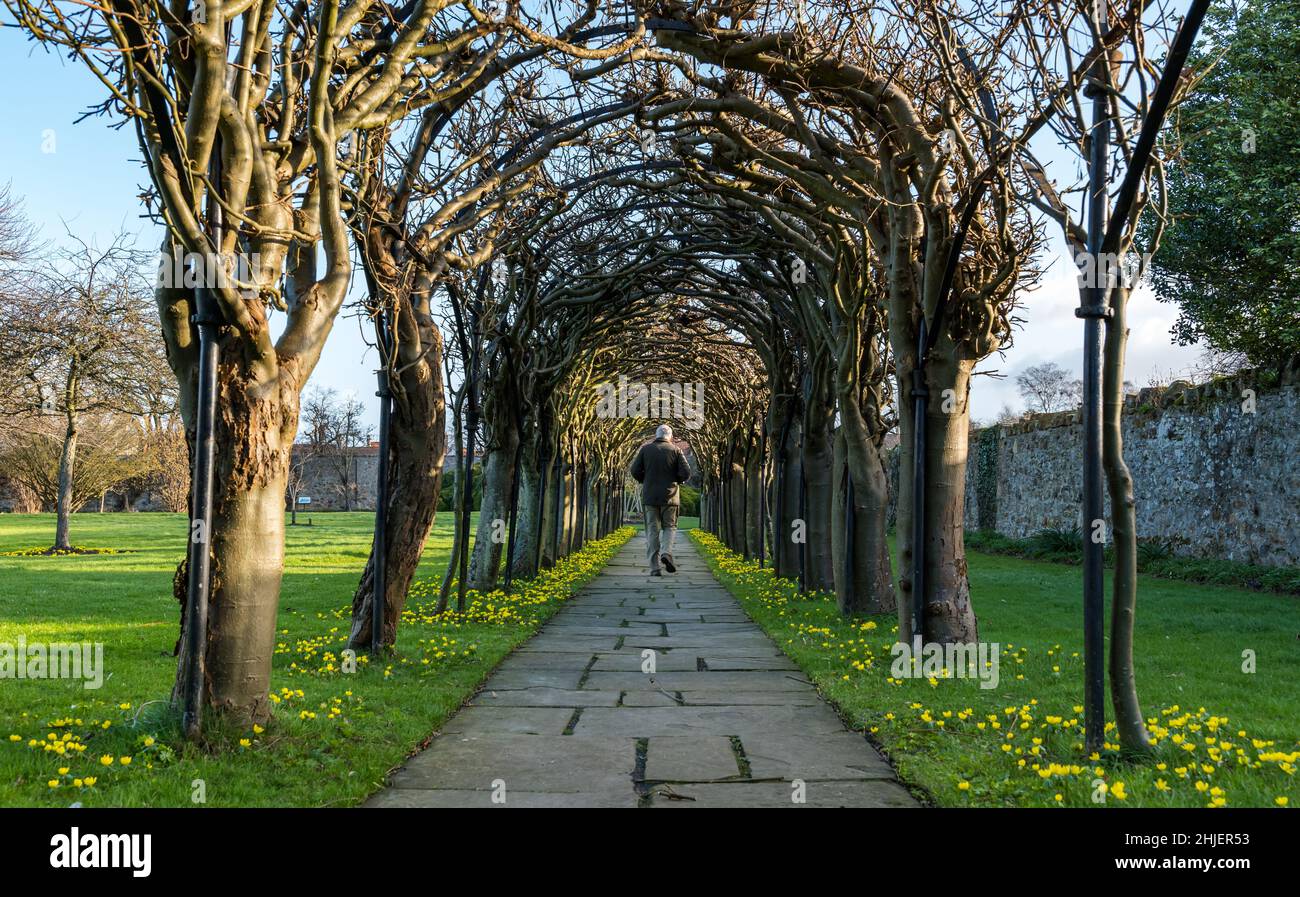 Haddington, East Lothian, Scotland, UK, 29th January 2022. UK Weather: Winter aconite, Eranthis hyemalis, in bloom lining the path at St Mary's Pleasance walled garden as a senior man walks through the laburnum arch Stock Photo