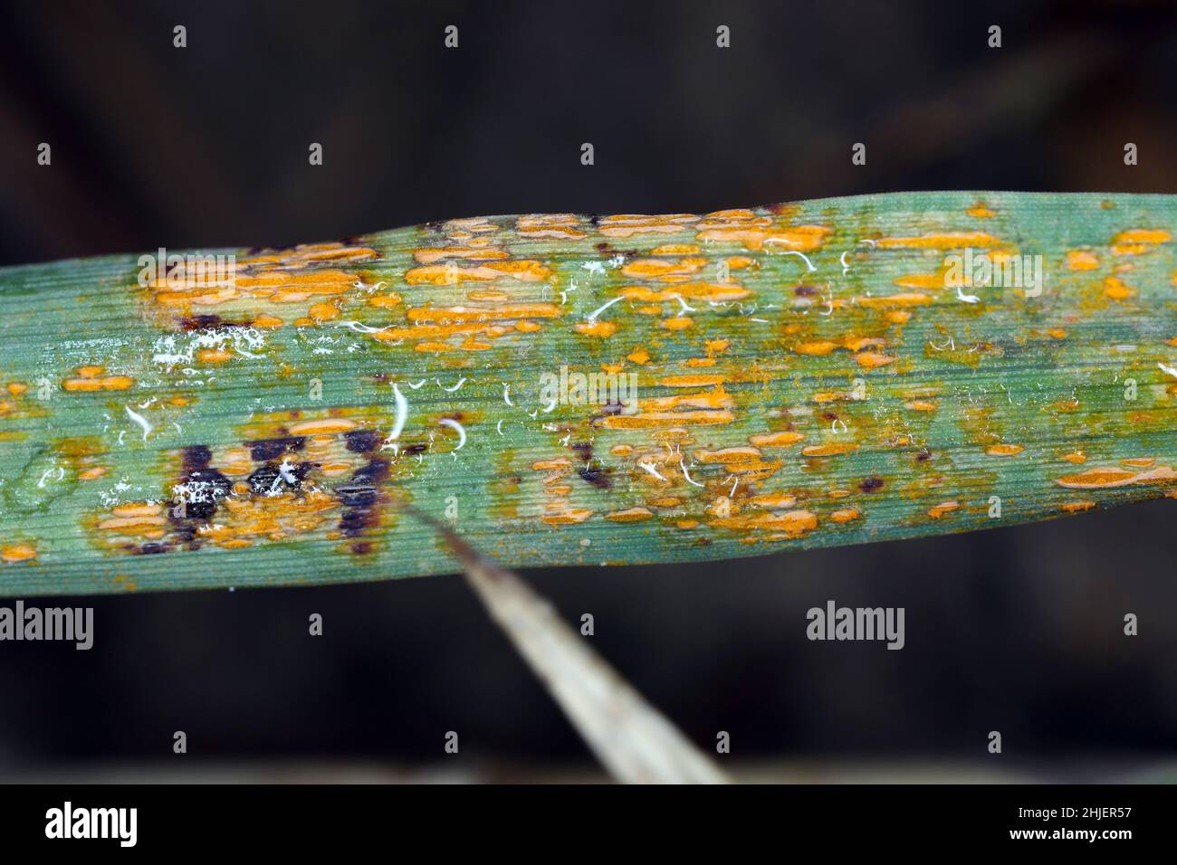 Symptoms of a plant pathogen and causal agent of oat and barley crown rust - Puccinia coronata on oat leaves - Telium, plural telia. Stock Photo