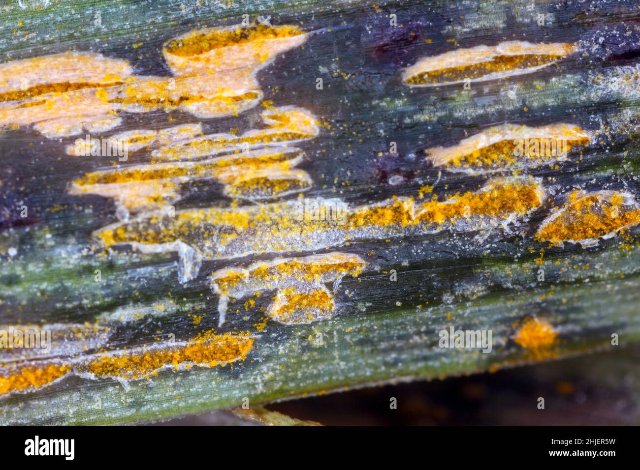 Symptoms of a plant pathogen and causal agent of oat and barley crown rust - Puccinia coronata on oat leaves - Telium, plural telia. Stock Photo