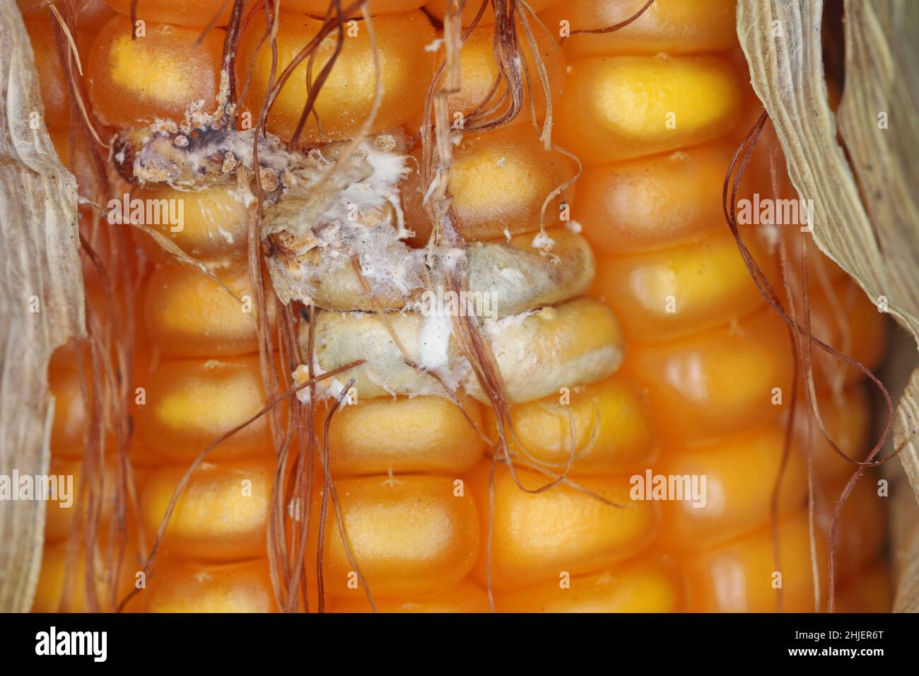 Fusarium ear rot symptoms on kernels. A serious disease of maize caused by a fungus Fusarium. F. verticillioides. Causes significant grain yield losse Stock Photo