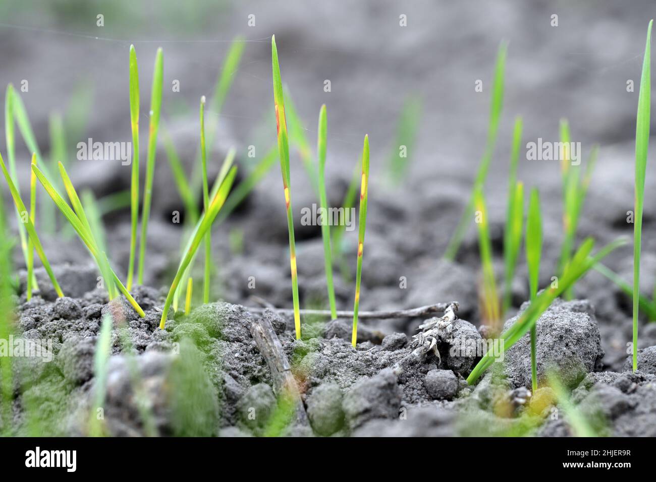 Emerging winter wheat in the autumn with symptoms of too deep seeding and nighttime temperature drops - discoloration. Abiotic stress. Stock Photo