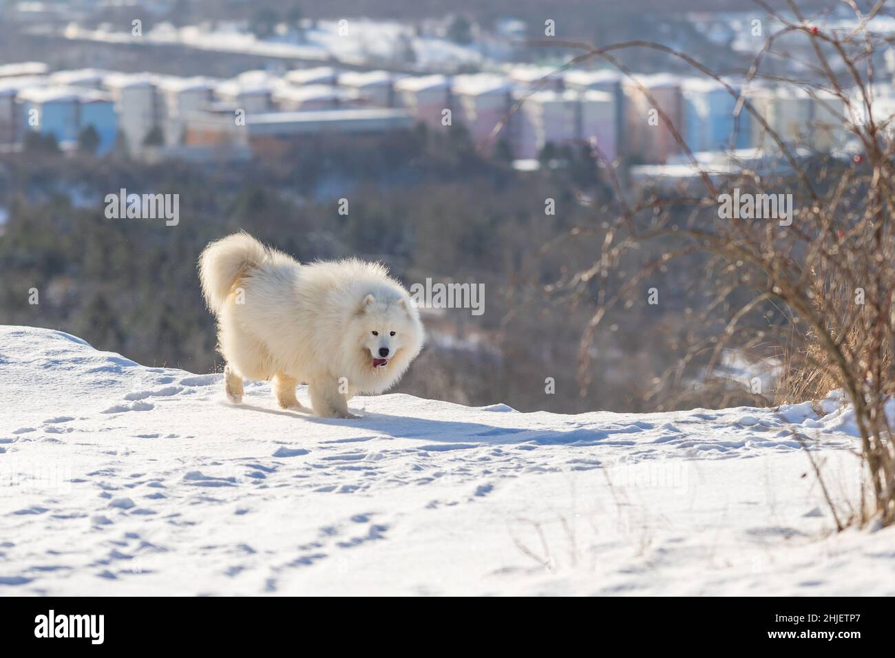 Samoyed - Samoyed beautiful breed Siberian white dog. The dog runs on a ...