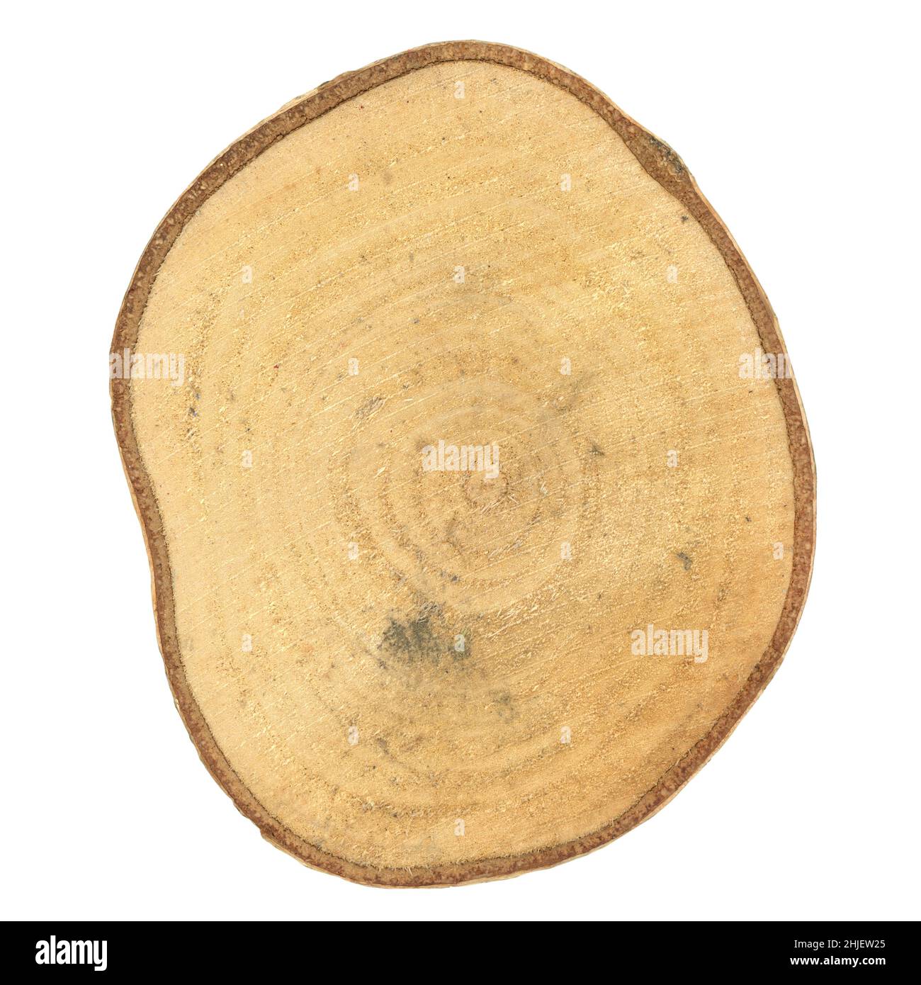 tree trunk cross section showing growth rings isolated over white ...