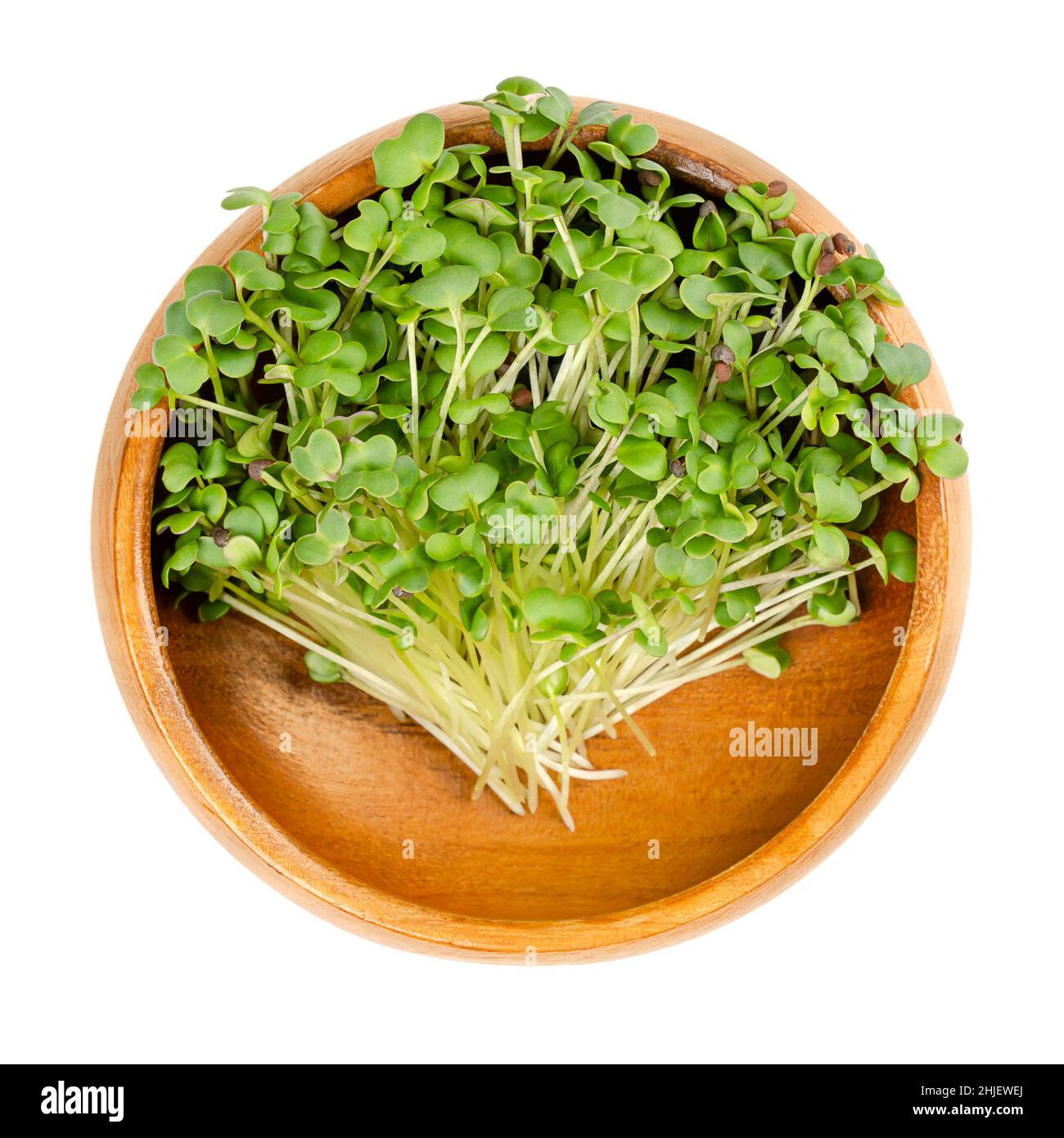 Black mustard microgreen, in a wooden bowl. Young leaves, shoots and cotyledons of Brassica nigra, an edible herb, used as wholesome salad garnish. Stock Photo