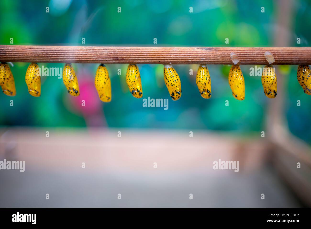 Large tropical butterflies hires stock photography and images Alamy