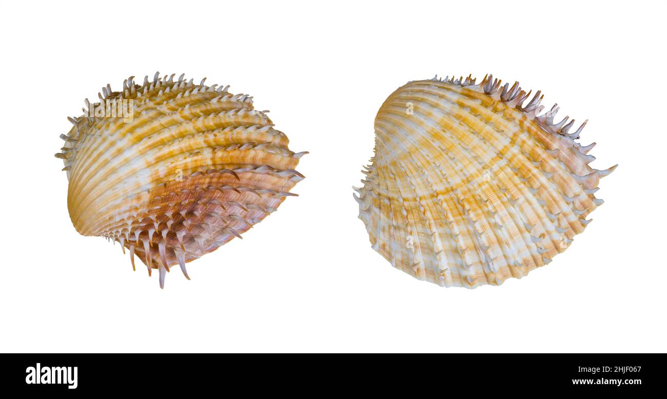 Spiny cockles of saltwater clam isolated on a white background. Close-up of two ribbed sea shell valves of marine bivalve mollusk with sharp spines. Stock Photo