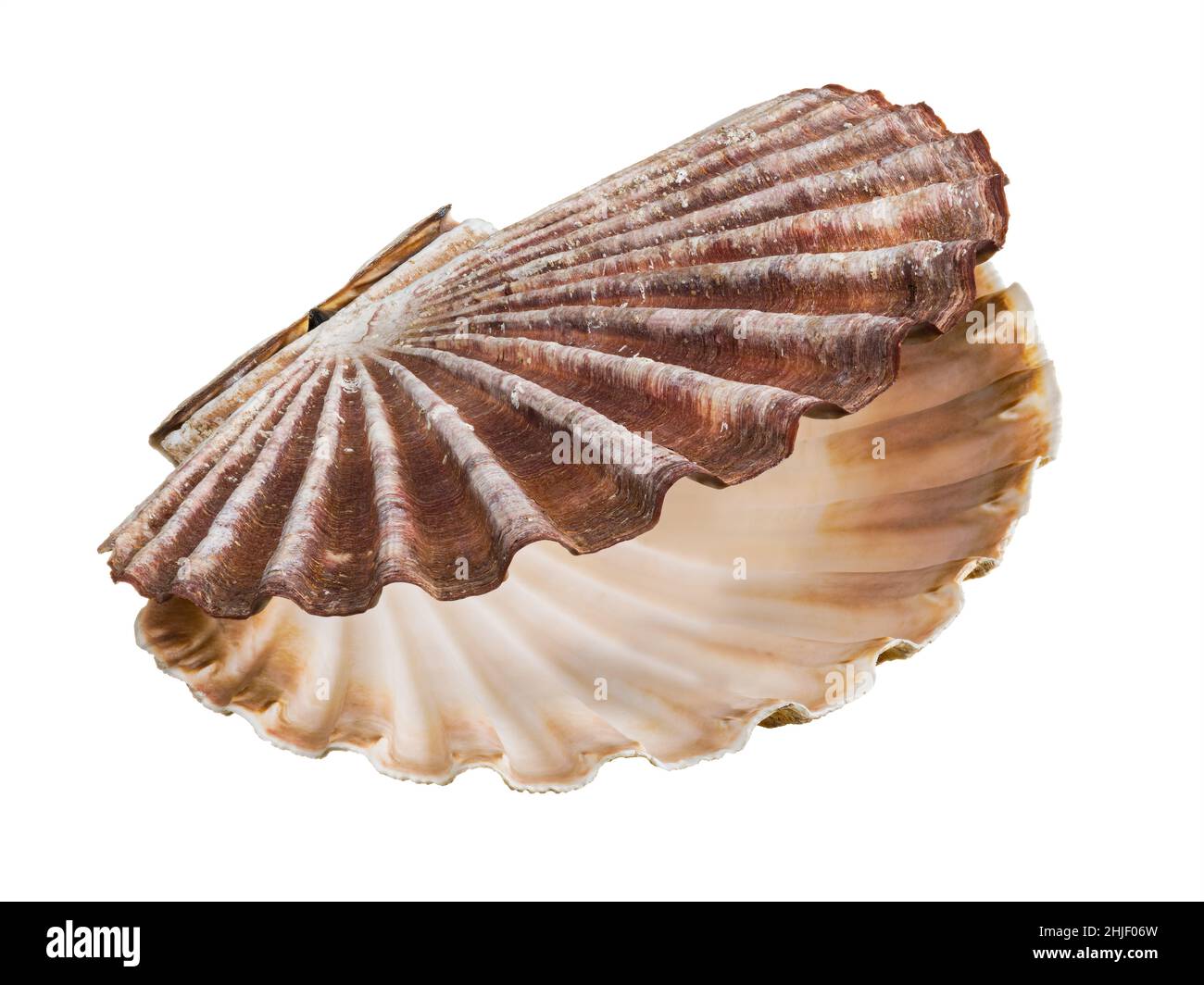Open fan shaped shell of great scallop shellfish isolated on a white background. Closeup of beautiful empty seashell of edible marine bivalve mollusk. Stock Photo