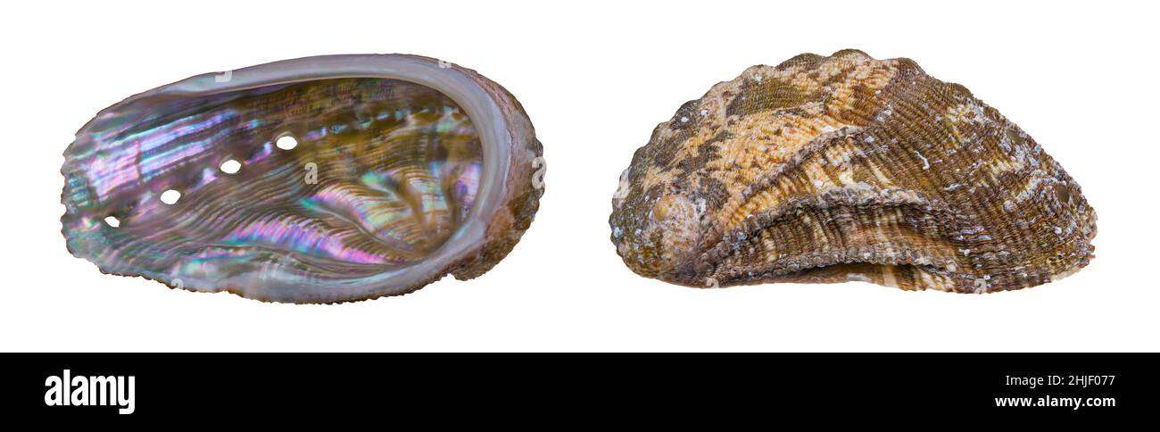 Closeup of both sides abalone shell isolated on white background. Haliotis. Internal with pearly and external with brown calcareous surface of sea ear. Stock Photo