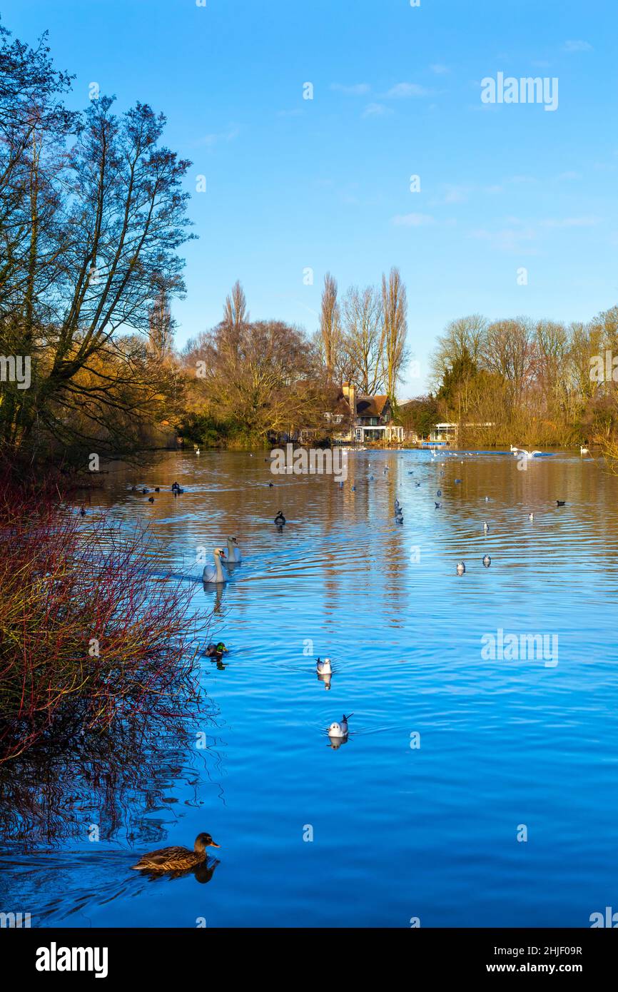 Radwell Lake in winter, Radwell, Hertfordshire, UK Stock Photo