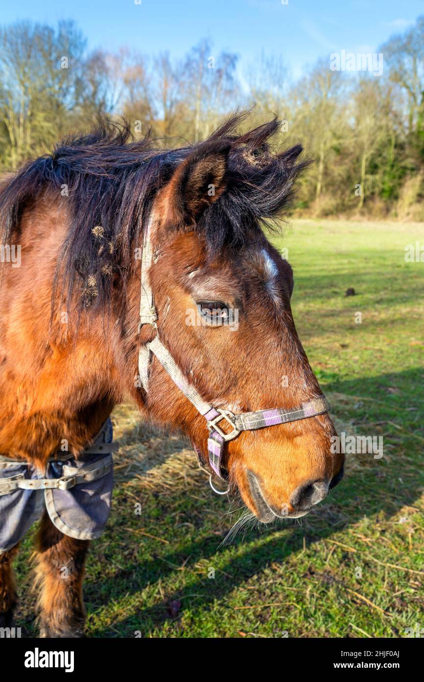 Pony on a farm near Radwell along the Kingfisher walking route, Hertfordshire, UK Stock Photo