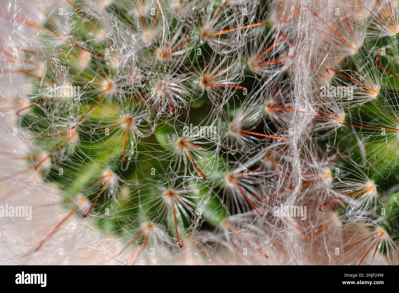 Home cactus macro photo, white threads of fluff and needles in the form of hooks. Soft focus background. Stock Photo