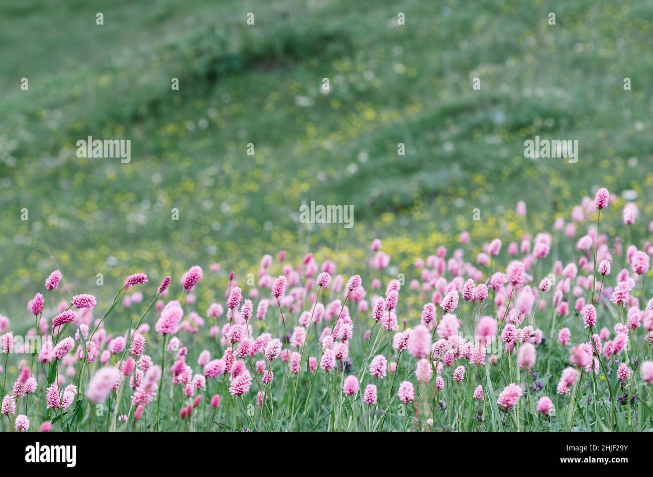 Pink flowers on a glade in the mountains Stock Photo