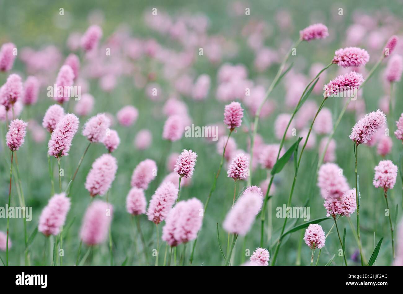 Pink flowers on a glade in the mountains Stock Photo