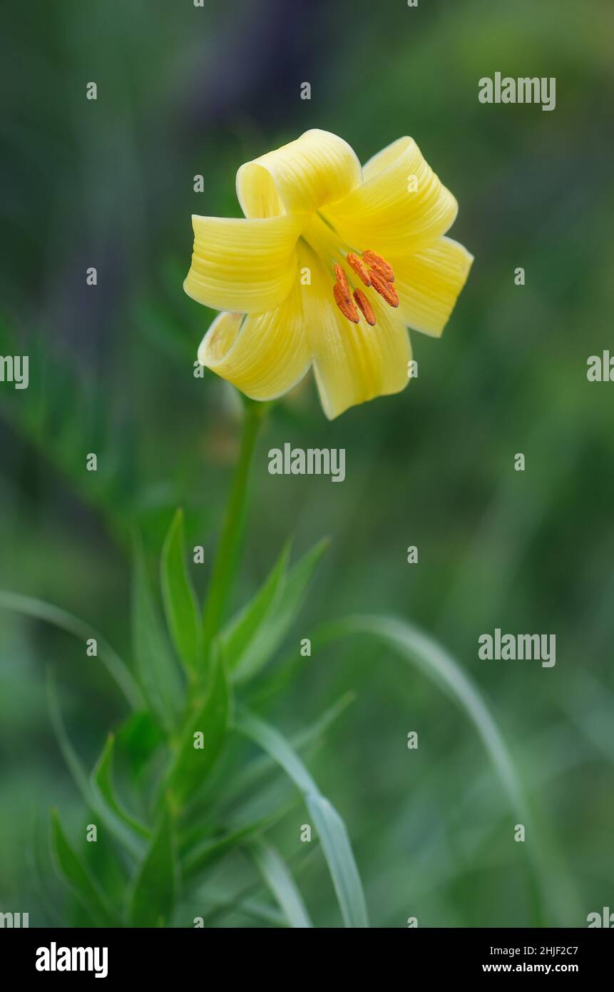 Yellow lily flower on a background of green grass. Lilium kesselringianum. Flowers mountainous Caucasus, Georgia Stock Photo