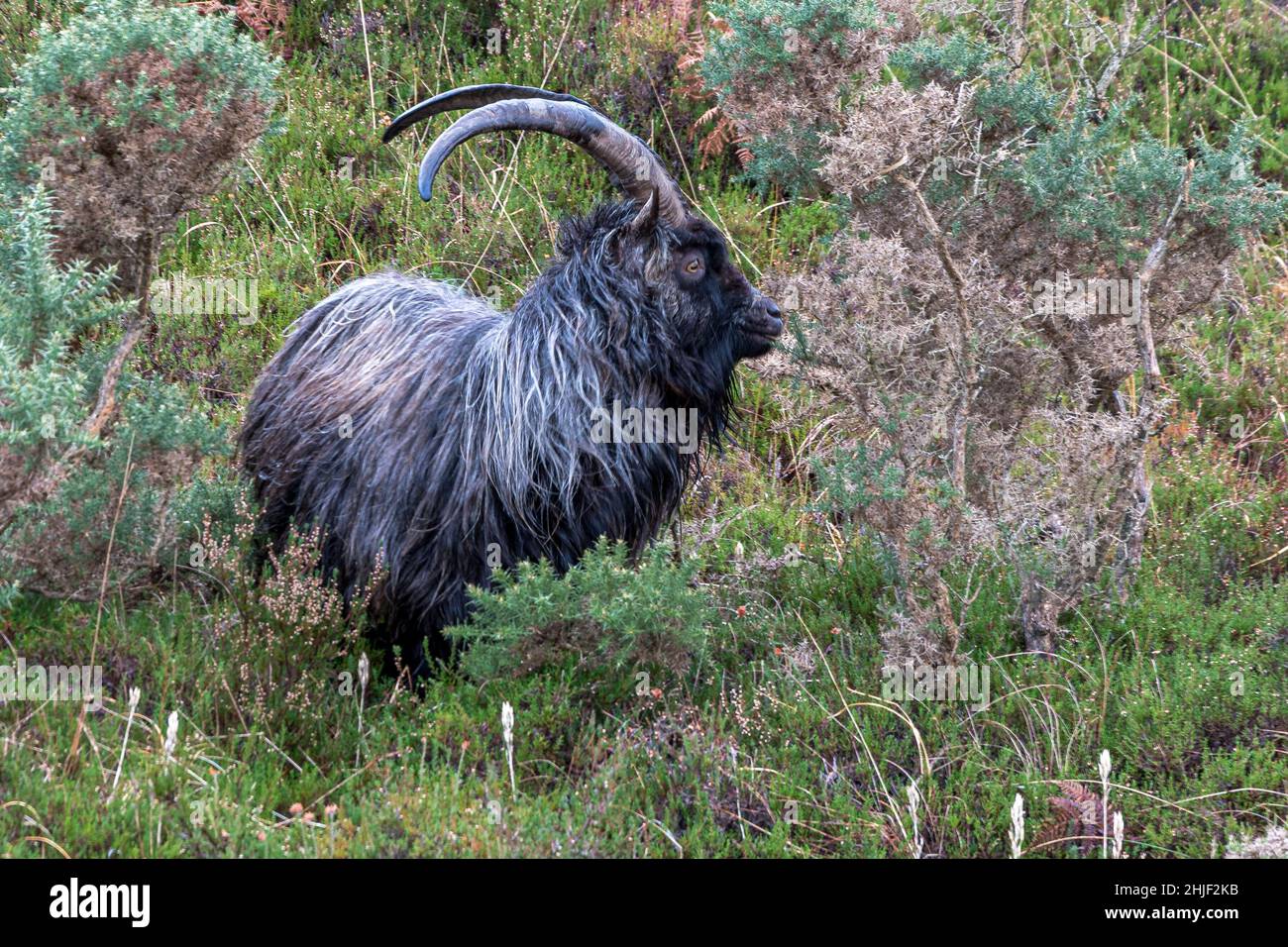 Wild Goat Stock Photo
