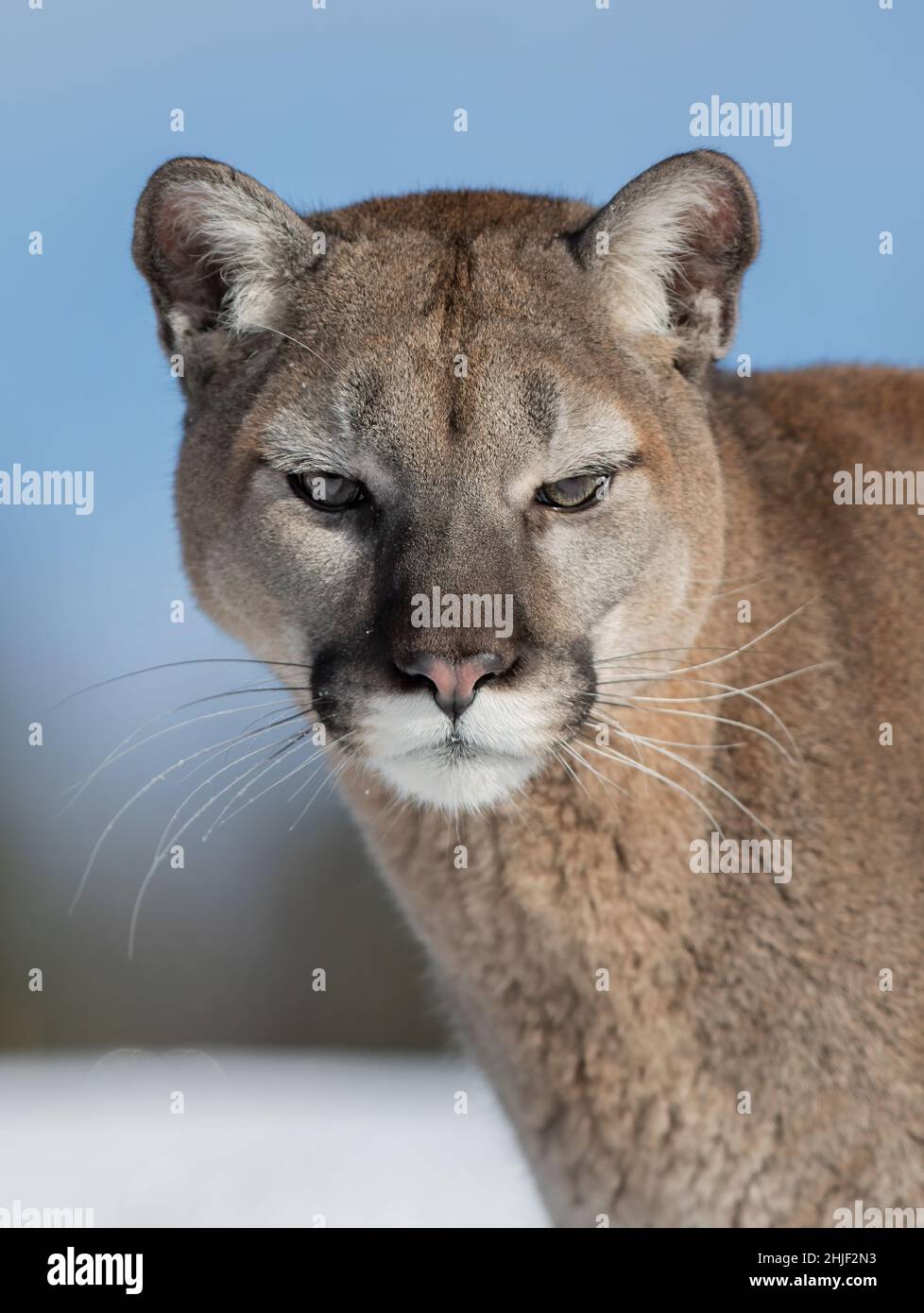 Puma concolor face hi-res stock photography and images - Alamy
