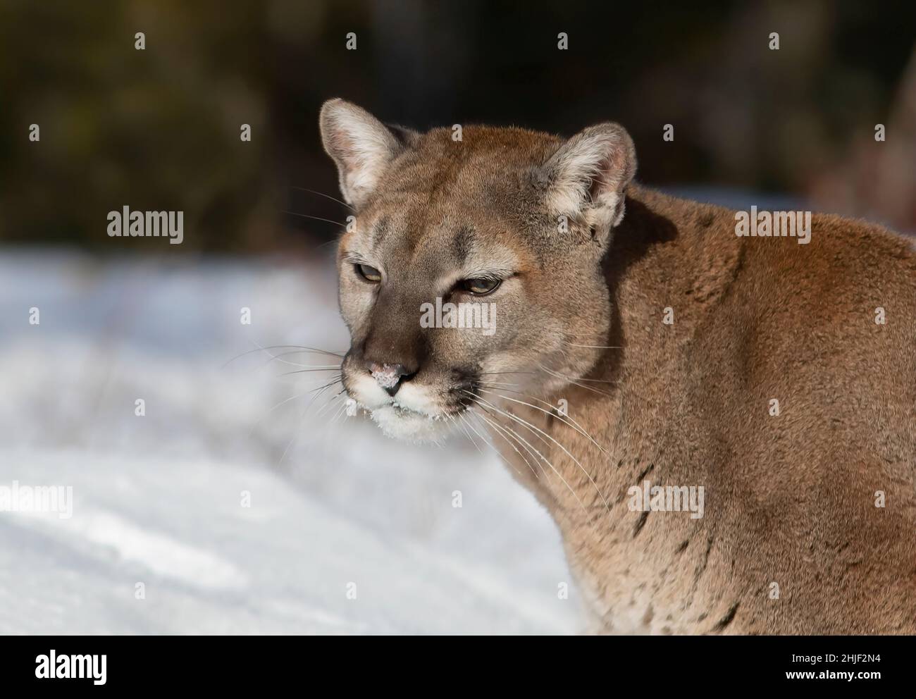 Wild puma in snow hi-res stock photography and images - Alamy