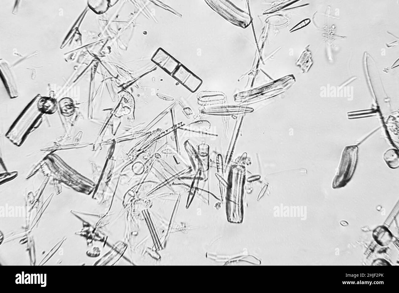 Mixed diatoms viewed under a light microscope Stock Photo
