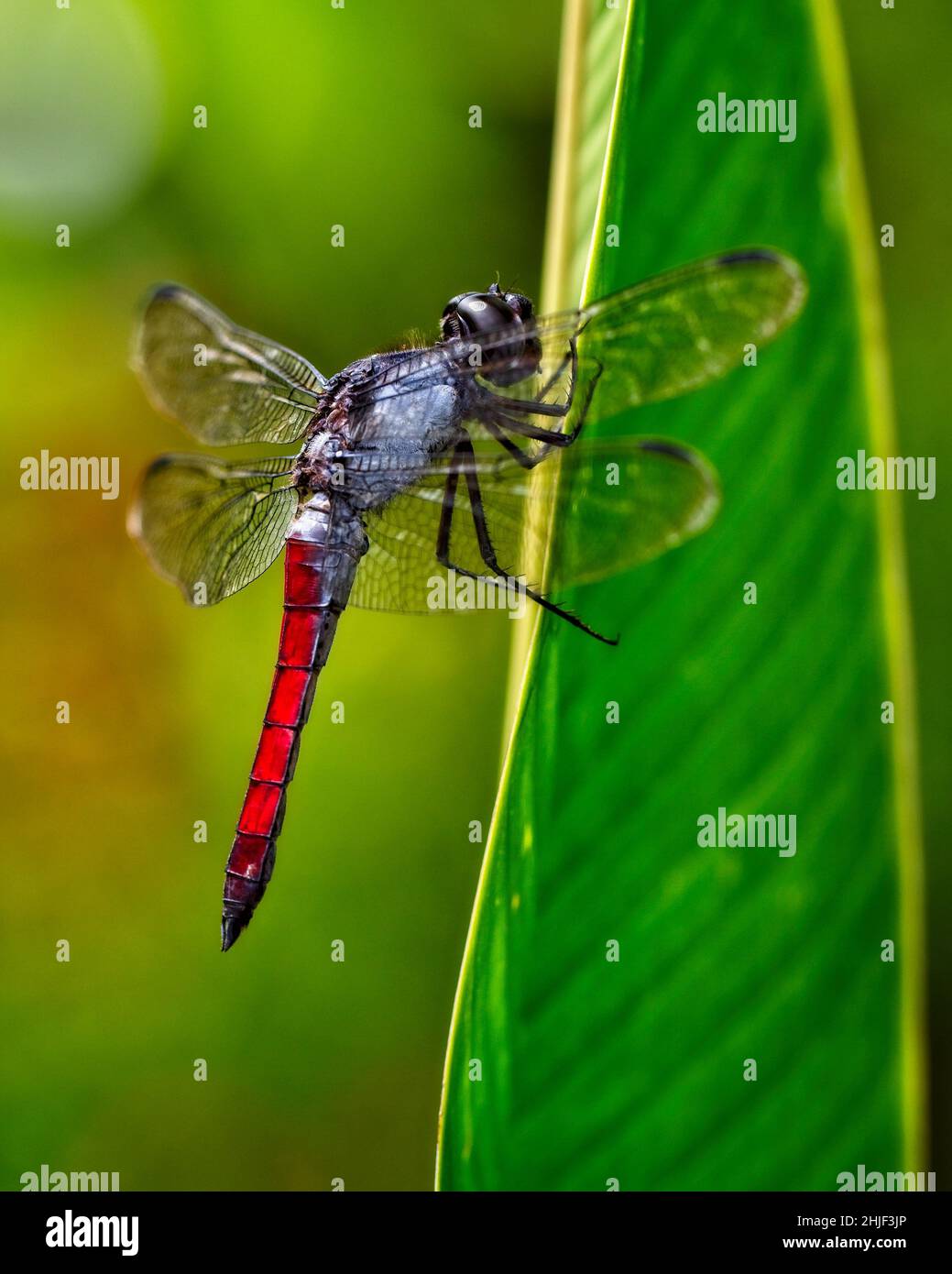 Damselfly costa rica hi-res stock photography and images - Alamy