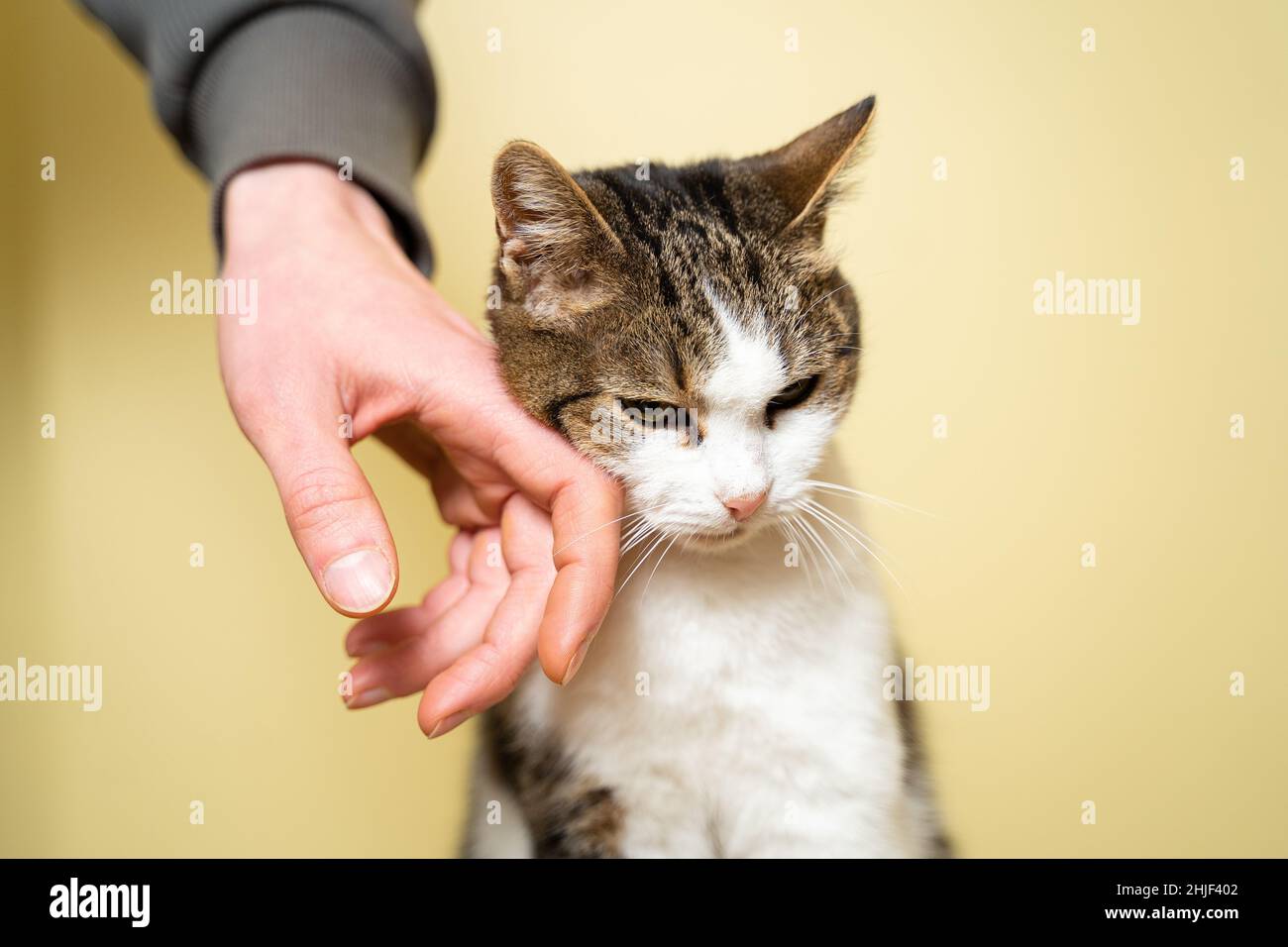 Close-up hand of a volunteer stroking a cute stray cat. The concept of charity and helping animals. Cute happy cat character hug his owner. Pet happy Stock Photo