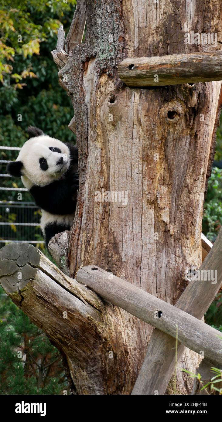 Young giant panda climbing on a tree Stock Photo