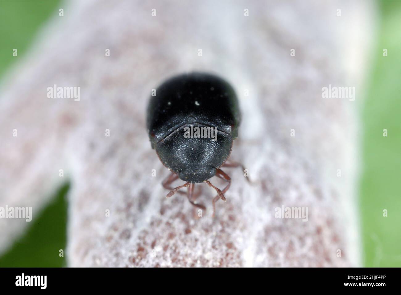 Cobweb beetle, Ctesias serra from the family Dermestidae a skin beetles