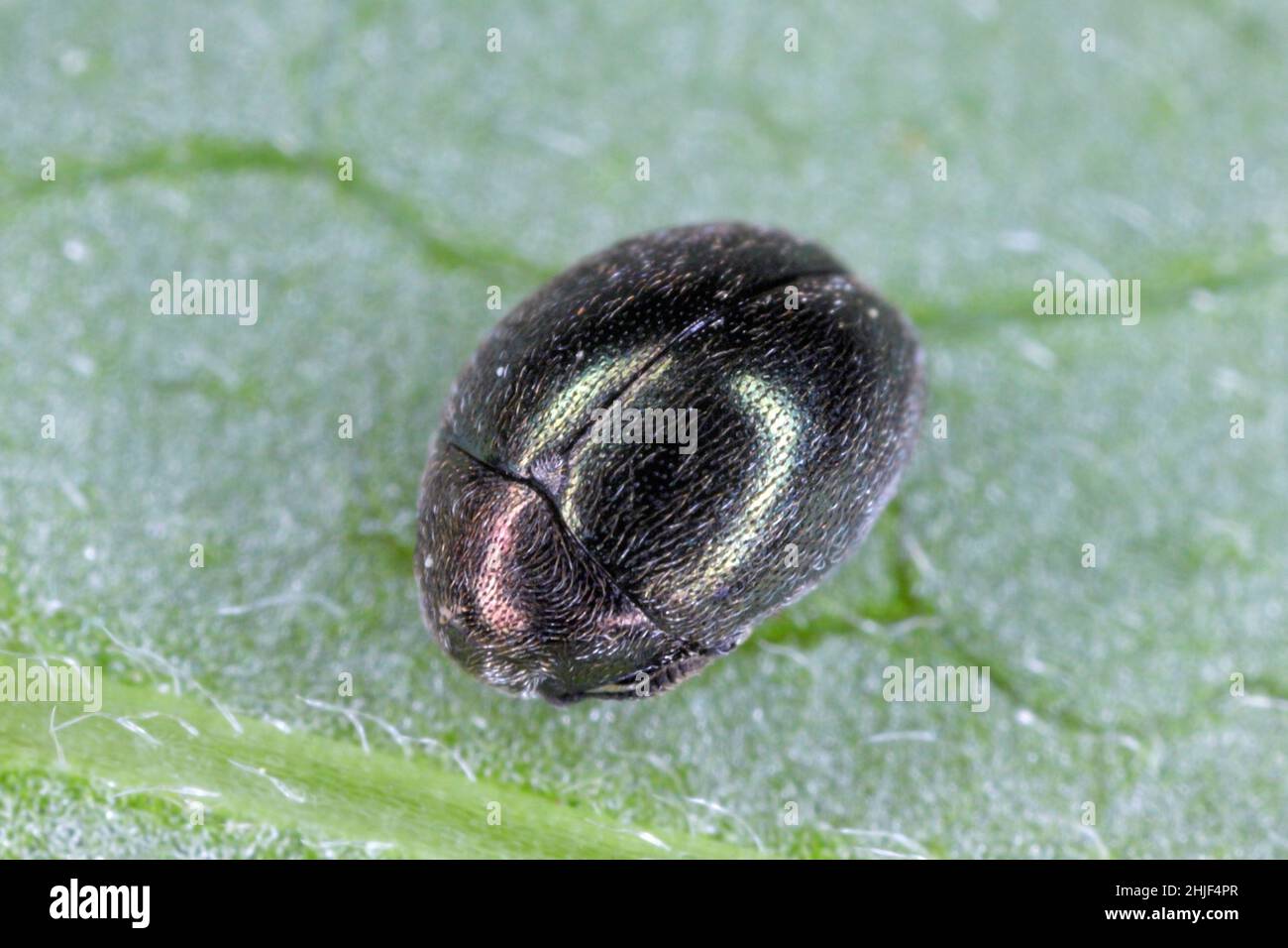 Lamprobyrrhulus nitidus - a species of beetle in the Byrrhidae family and subfamily Byrrhinae. Stock Photo