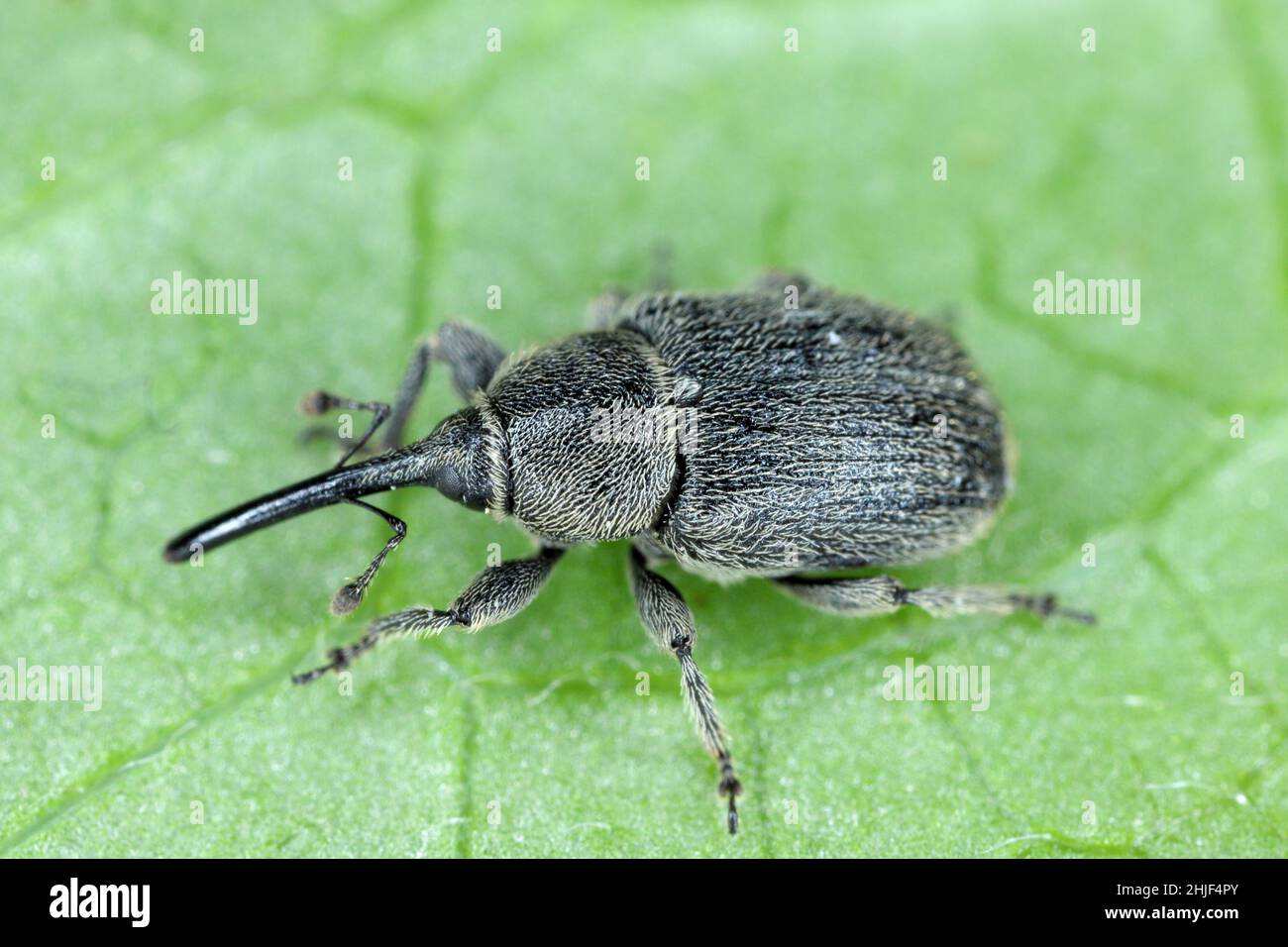 animal, antenna, background, beautiful, beauty, beetle, black, blue, branch, bug, close up, closeup, coleoptera, copy space, critter, curculionidae, d Stock Photo