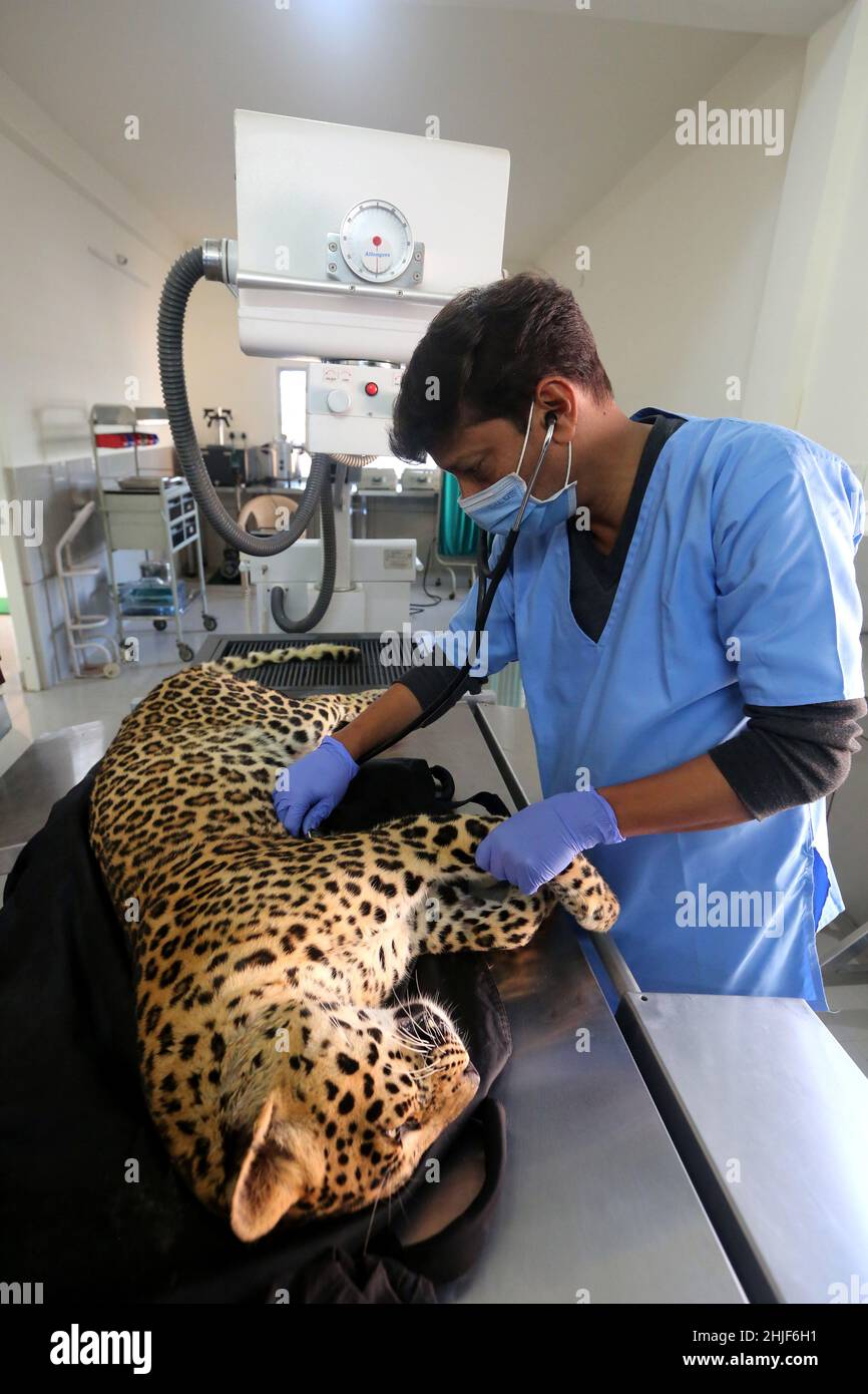 India animal doctor hi-res stock photography and images - Alamy