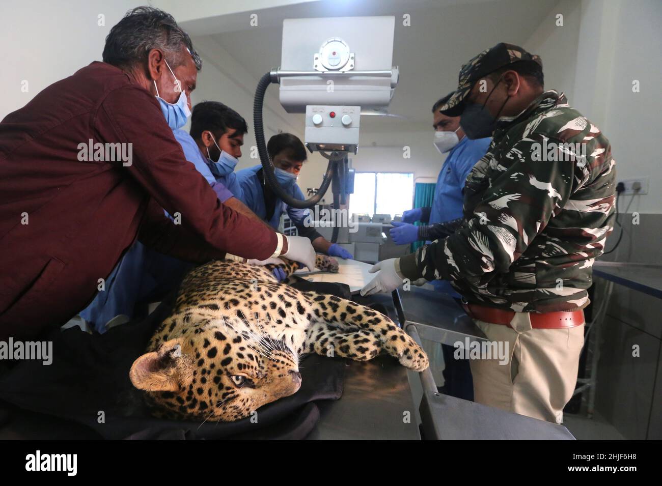 Bhopal, India. 29th Jan, 2022. A team of veterinary doctors treats a 2 yrs  old injured Leopard in a hospital at Van Vihar National  Leopard  was injured by the poachers in