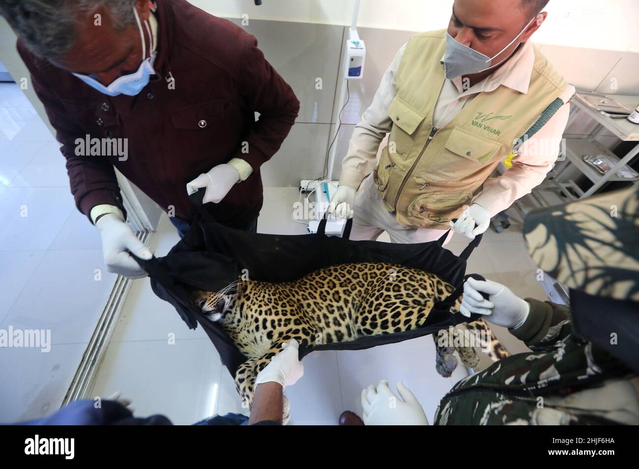 Bhopal, India. 29th Jan, 2022. A team of veterinary doctors carrying a 2 yrs old injured Leopard