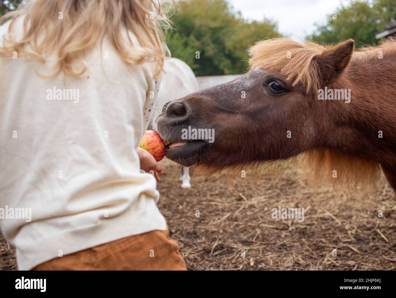 little girl feeding pony horse with apple in equestrian club Stock